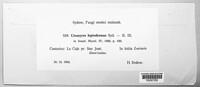 Uromyces setariae-italicae image
